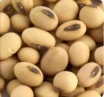 Alpha GPC - NeuroQuiet Ingredients