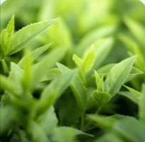 GABA - NeuroQuiet Ingredients