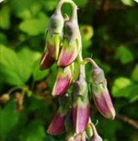 L-Dopa Bean - Neuro Quiet Ingredients