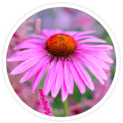 Echinacea Root Extract - Herpafend Ingredients