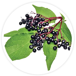 Elderberry - Herpafend Ingredients