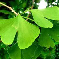 Ginkgo Biloba - Cerebrozen ingredients