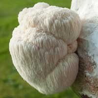 Lion's Mane Powder  - Cerebrozen ingredients