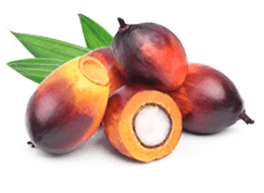 Palmitoylethanolamide - PEA - SciatiEase Ingredients