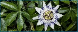 Passionflower - Nerve Fres Ingredients