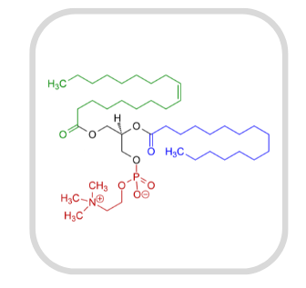 Phosphatidyl Choline Neurogenica Ingredients