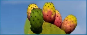 Prickly Pear - Nerve Fresh Igredients