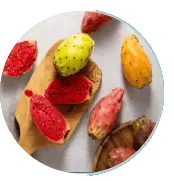 Prickly Pear Extract - Ignitra Ingridients