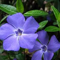 Vinpocetine - crebrozen-ingredients