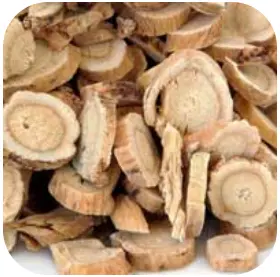 Astragalus - ZenCortex Ingredients – ZenCortex Official Website