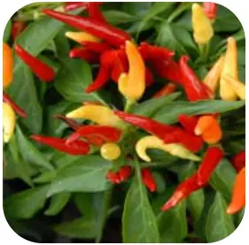 Capsicum Annuum – Audifort Ingredients – Audifort Official Website