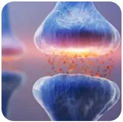 GABA - Audifort Ingredients - Audifort Official Website