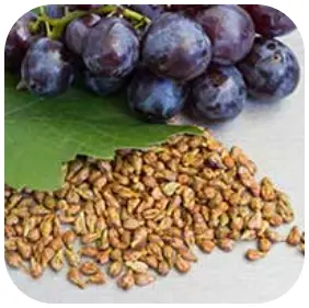 Grape Seed - ZenCortex Ingredients – ZenCortex Official Website