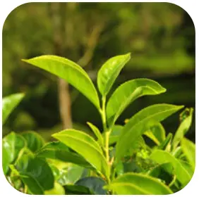Green Tea - ZenCortex Ingredients – ZenCortex Official Website
