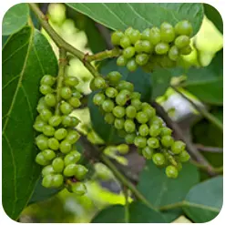 Gymnema Sylvestre - Audifort Ingredients - Audifort Official Website