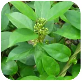 Gymnema Sylvestre - ZenCortex Ingredients – ZenCortex Official Website