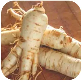 Panax Ginseng - ZenCortex Ingredients – ZenCortex Official Website