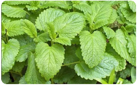 Lemon Balm Extract - Yu Sleep Ingredients - Yu Sleep Official Website