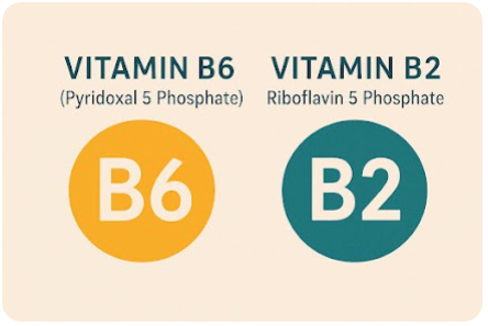 Vitamin B6 & B2 - Yu Sleep Ingredients - Yu Sleep Official Website