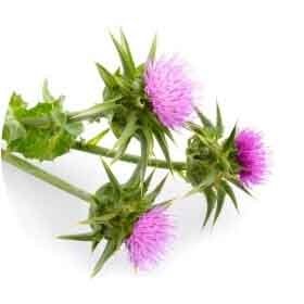 Lulutox Ingredients - Milk Thistle - Lulutox Detox Tea Ingredients